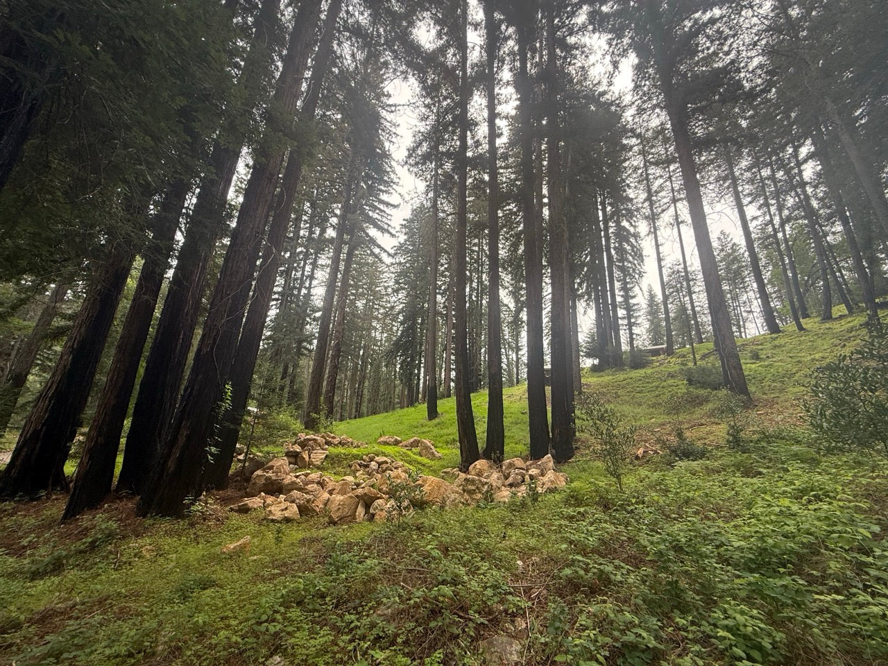 Redwood trees on a grassy hillside with a misty atmosphere
