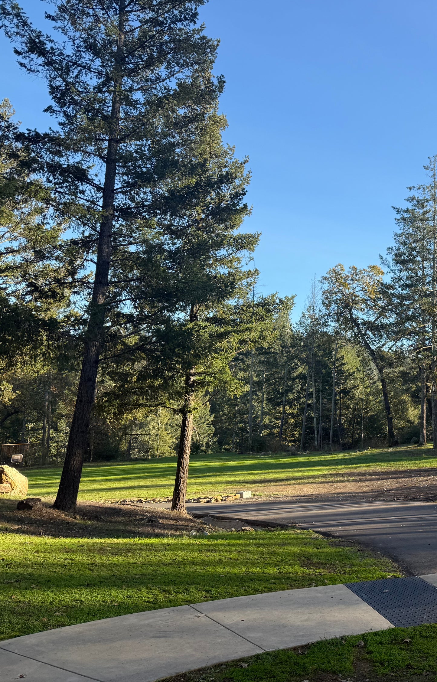 The tent camping area at Enchanted Hills with trees and grass on a clear day