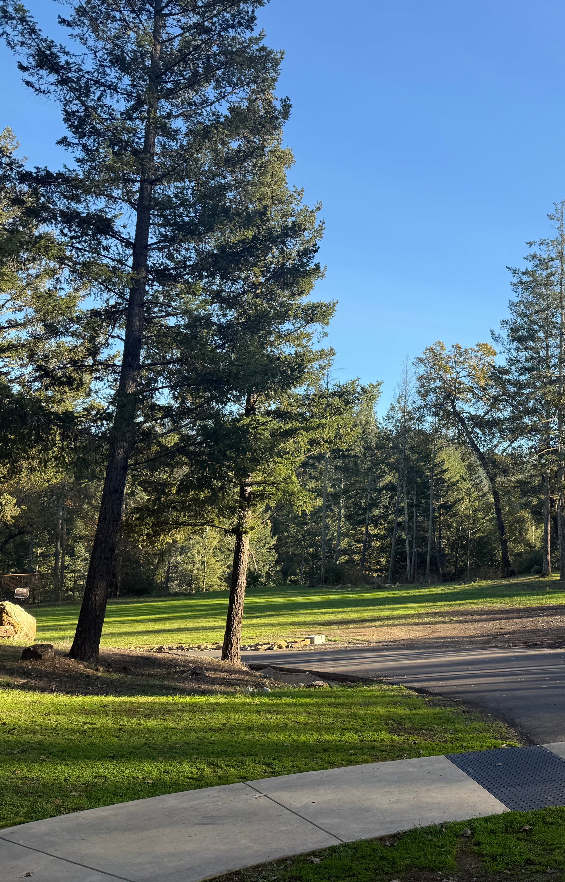 The tent camping area at Enchanted Hills with trees and grass on a clear day